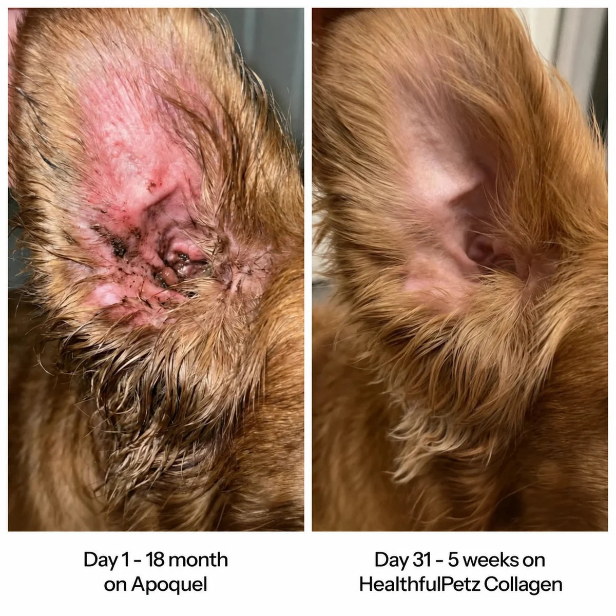 Before and after ear