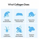 What collagen does