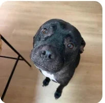 Customer dog photo