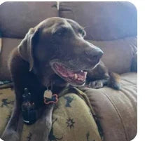 Customer dog photo