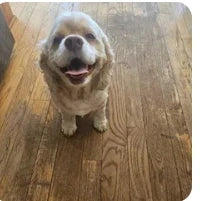 Customer dog photo